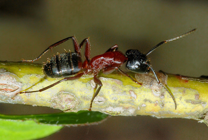 Operaia maggiore Camponotus cfr ligniperda con cocciniglia